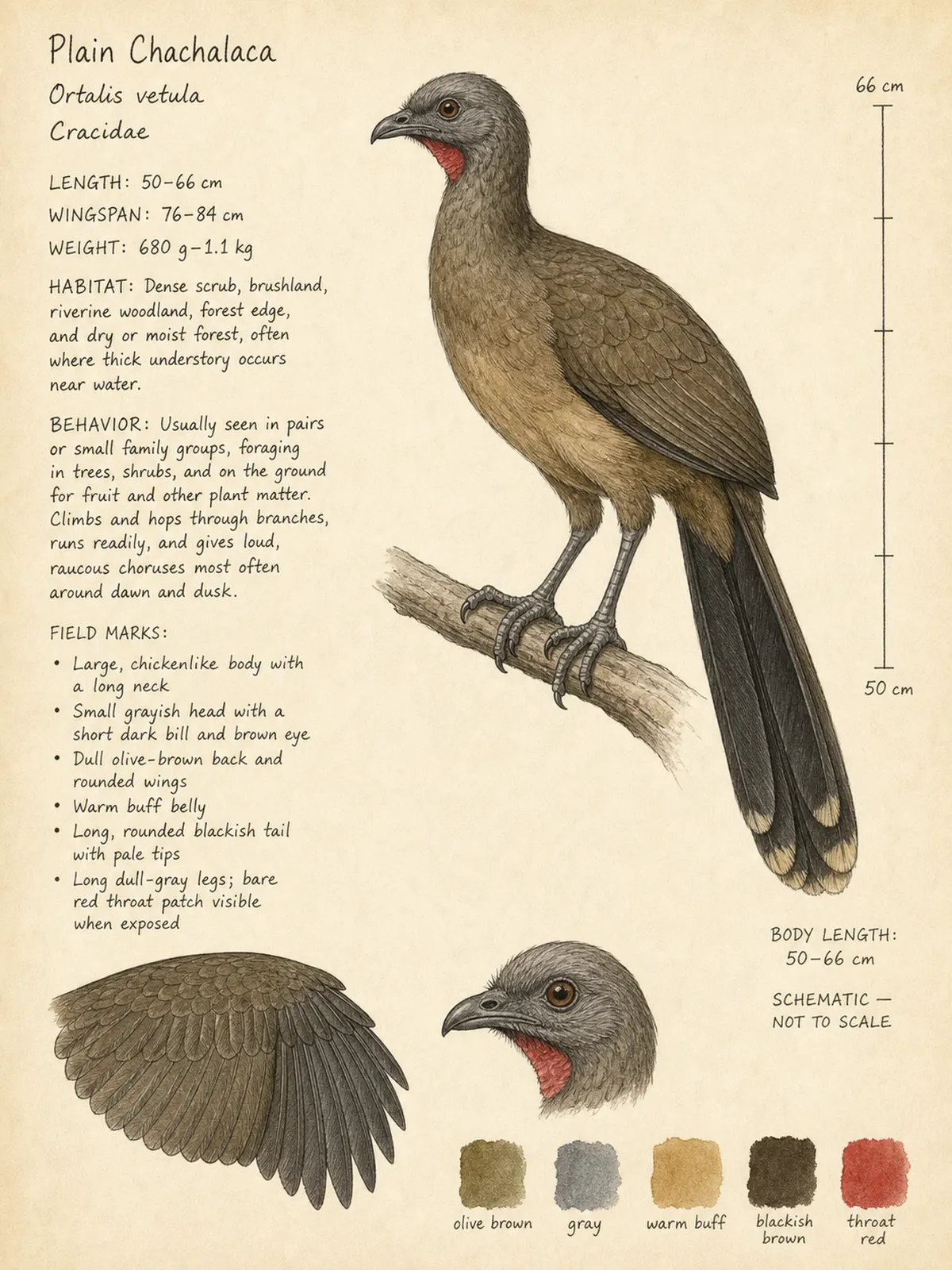 Field-journal plate: Plain Chachalaca