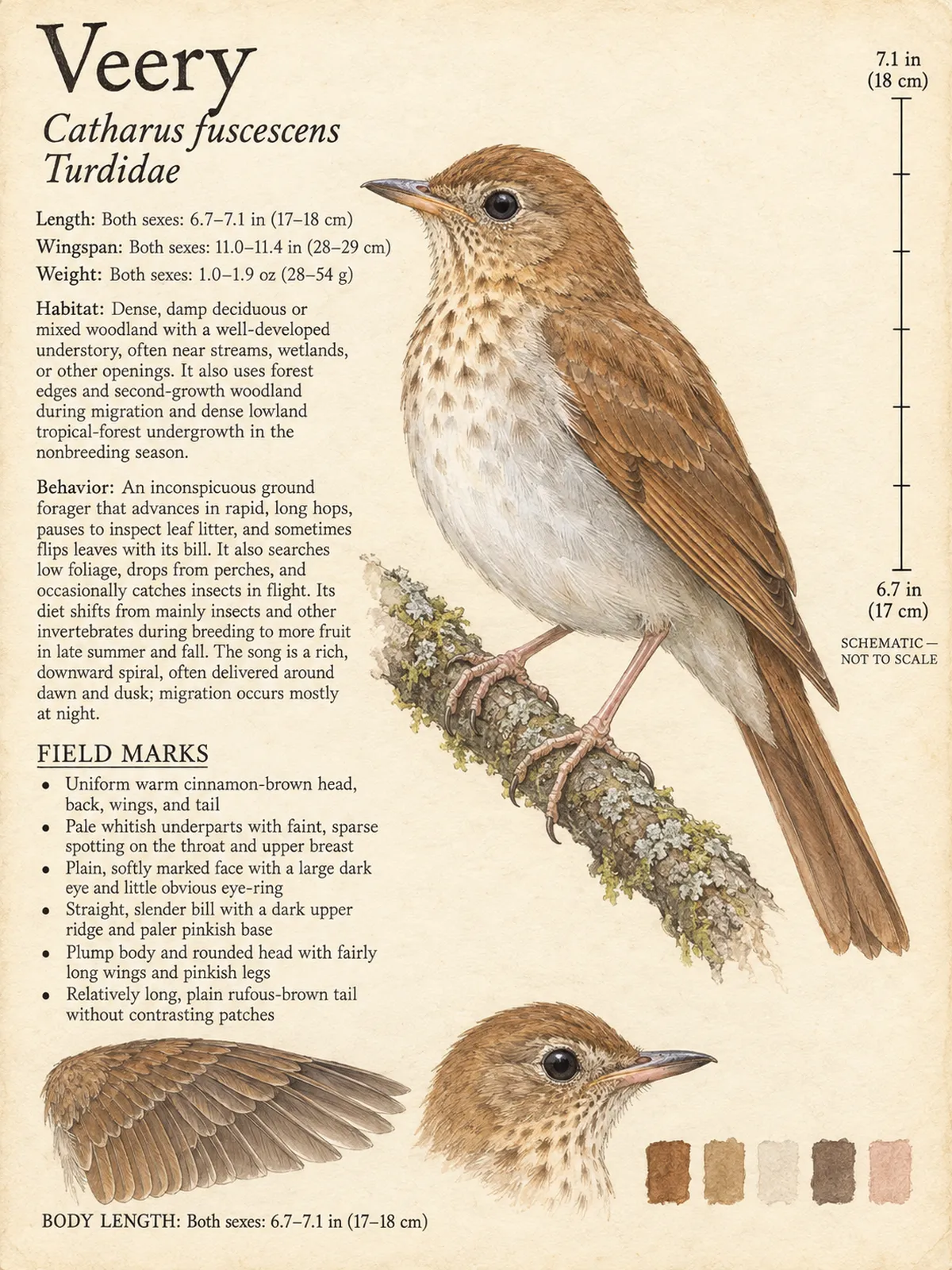 Field-journal plate: Veery