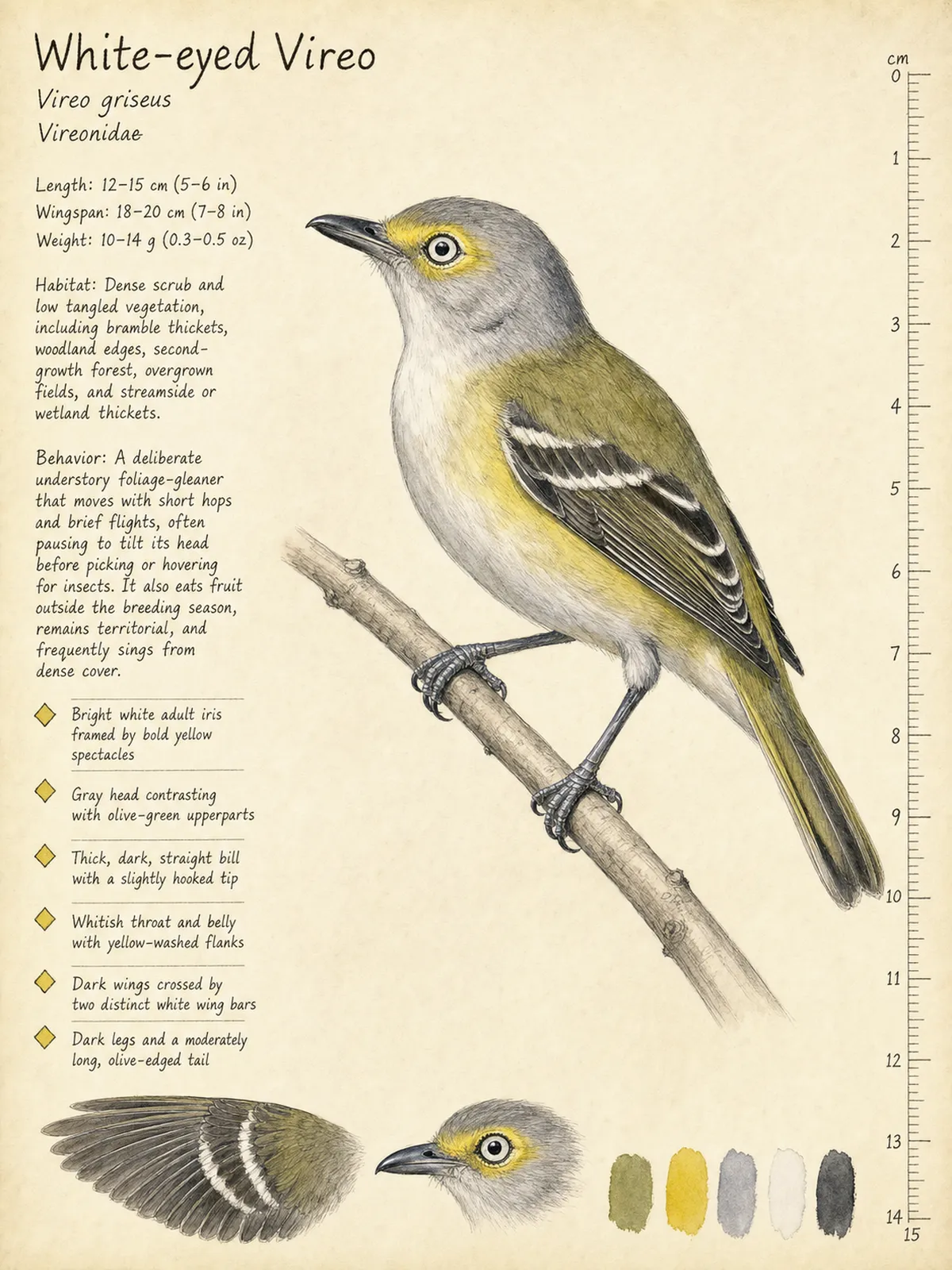 Field-journal plate of a White-eyed Vireo