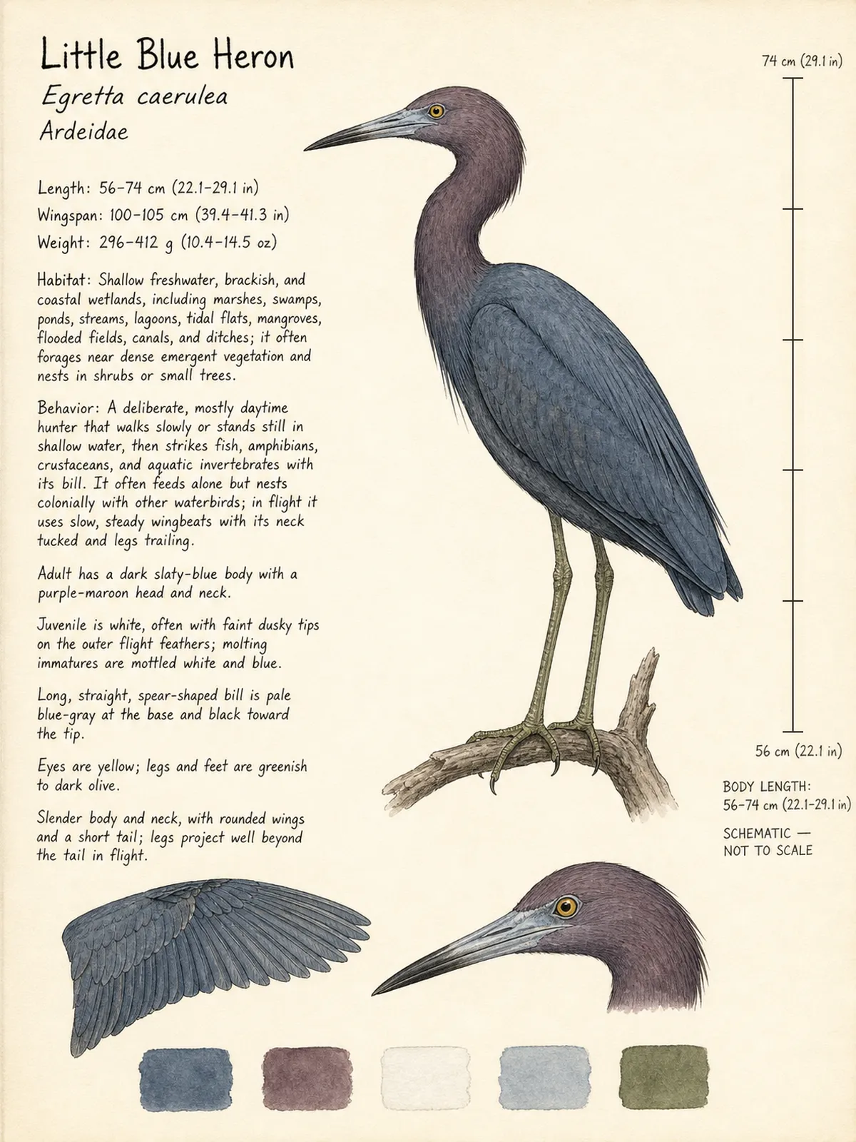Field-journal plate: Little Blue Heron