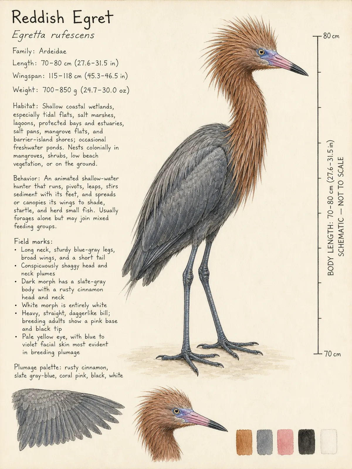 Field-journal plate: Reddish Egret