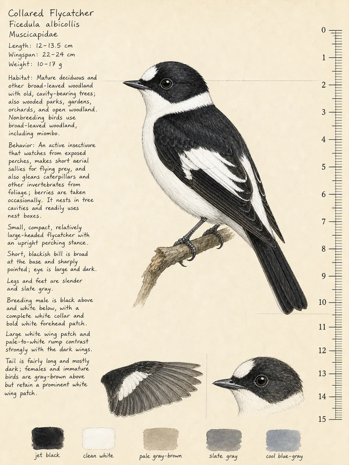 Field-journal plate of a Collared Flycatcher